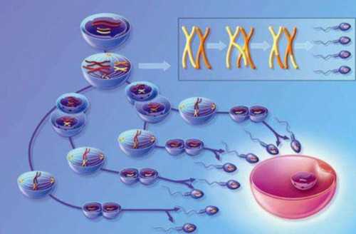 沈阳助孕技术助力双胞胎梦想实现与中心优势解析