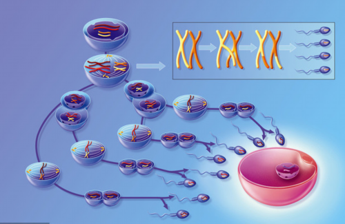 供卵试管费用解析与详细流程指南